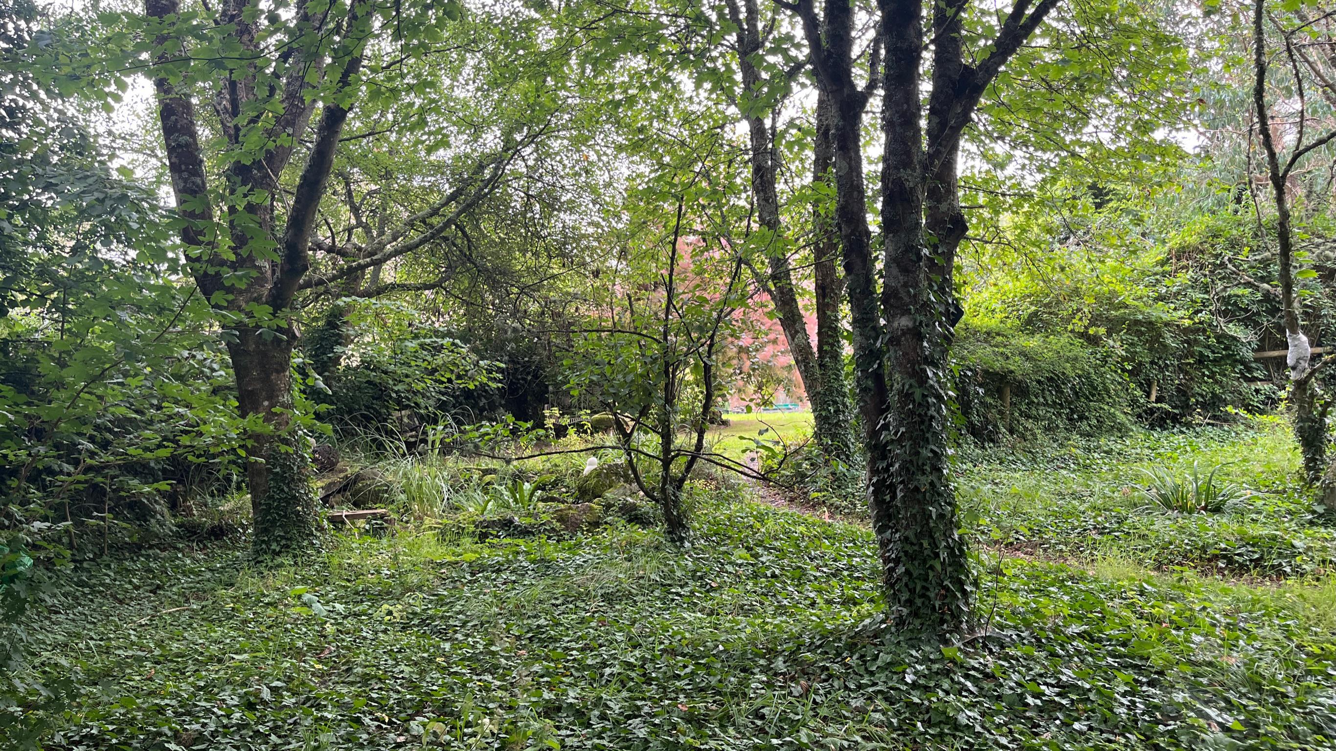 View across garden