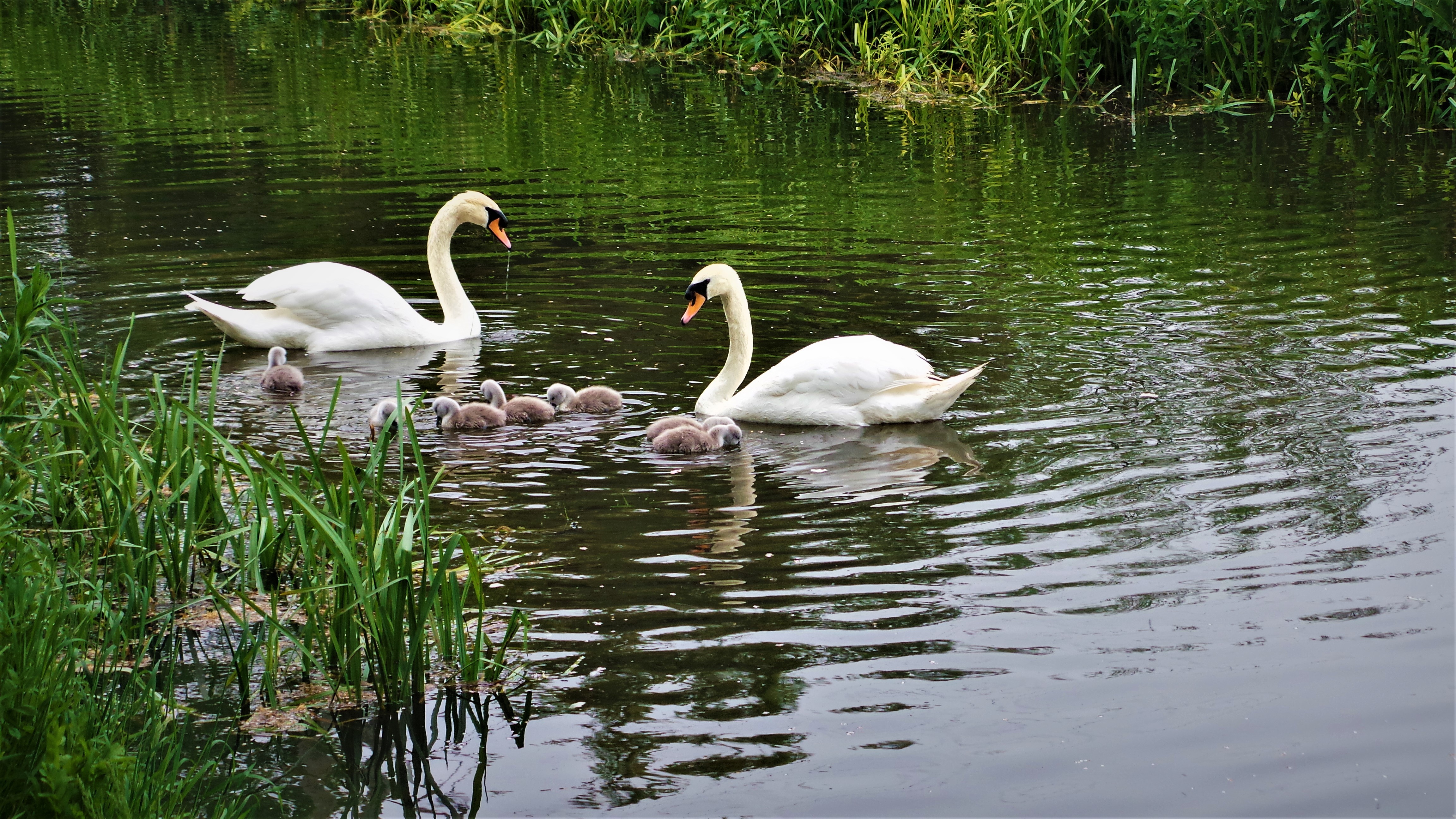 Photo of Swan Lodge With Hot Tub, Sauna and Treatments (15)